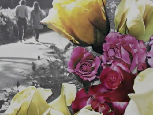 Roses in The Landscape